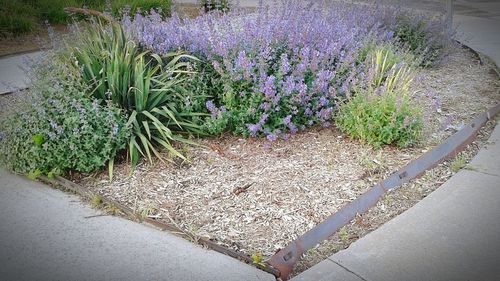 High angle view of purple flowers growing outdoors
