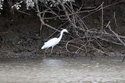 Bird perching on water