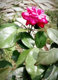 Close-up of pink rose