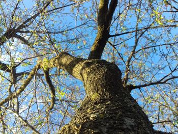 Low angle view of a tree