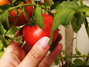 Close-up of hand holding tomatoes