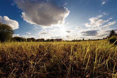 Scenic view of agricultural field against sky