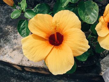 Close-up of yellow flower