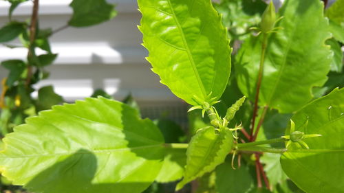 Close-up of insect on wet plant