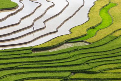 Full frame shot of rice paddy