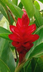 Close-up of red flower blooming outdoors