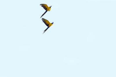 Bird flying in sky