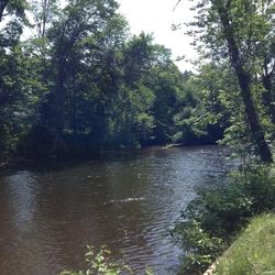 Scenic view of river in forest