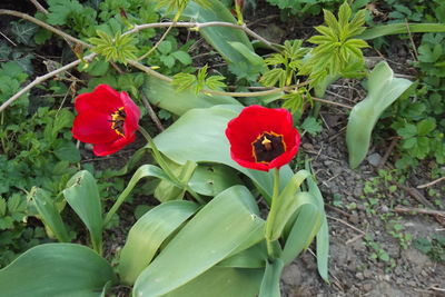 Close-up of red rose flower