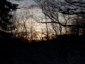 Silhouette of bare trees in forest