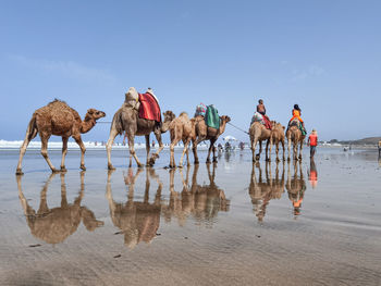 Few people enjoying a camel ride during their summer holidays.