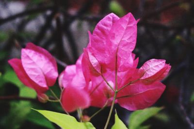 Close-up of pink bougainvillea blooming outdoors