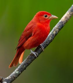 bird