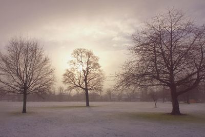 Bare trees on field