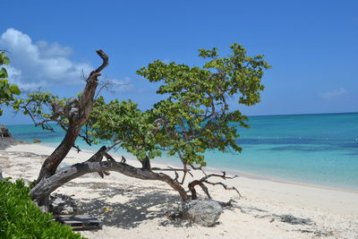 Trees on beach against blue sky