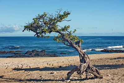 Driftwood on beach against sky