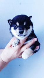 Close-up of hand holding puppy