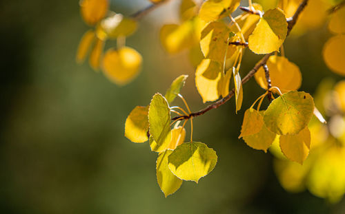 Close-up of yellow berries growing on tree