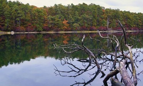 View of lake with trees in background