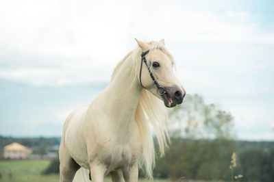 Horse standing against sky