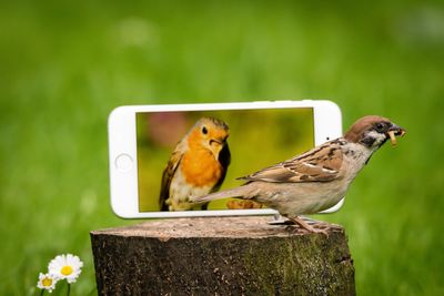 Close-up of sparrow by phone on tree stump