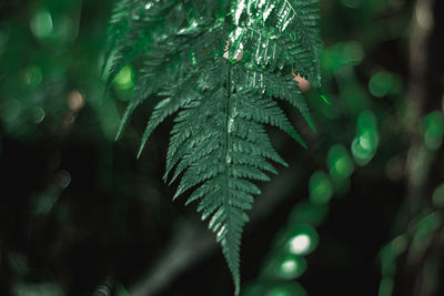 Close-up of wet pine tree leaves