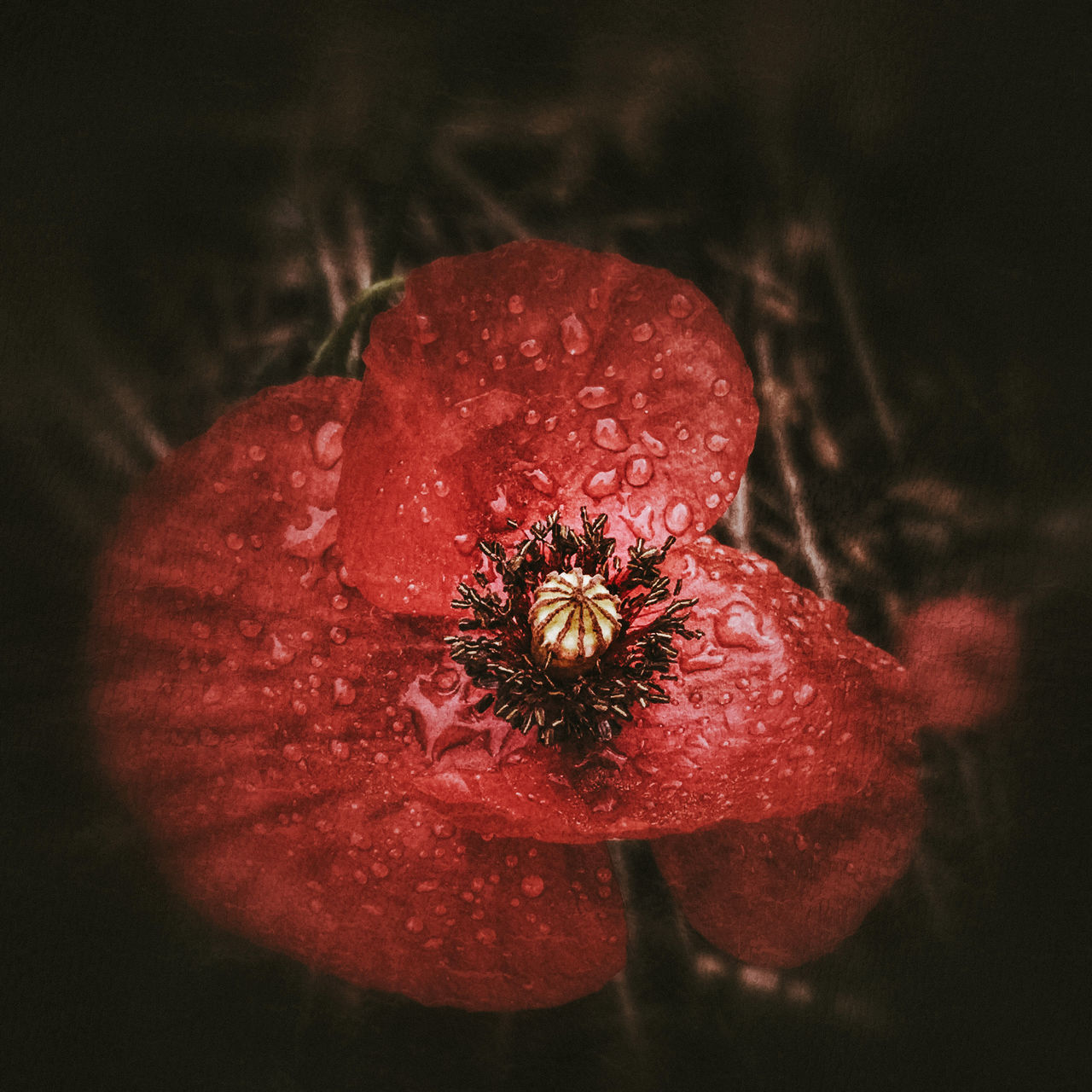 CLOSE-UP OF WET RED ROSE FLOWER PETAL