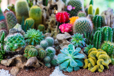 Close-up of succulent plant