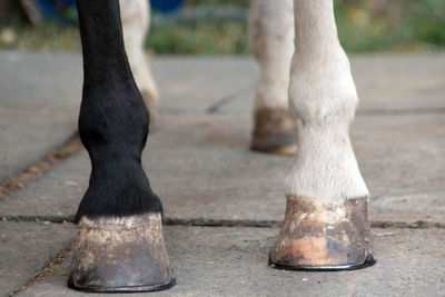 Low section of horse standing on footpath