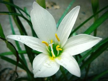 Close-up of white day lily blooming outdoors