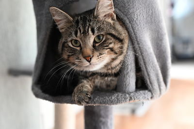 Close-up portrait of a cat