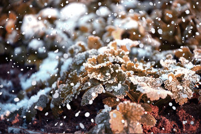 Close-up of wet plant during winter