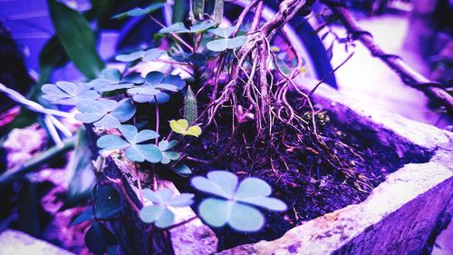 Close-up of purple flowering plant