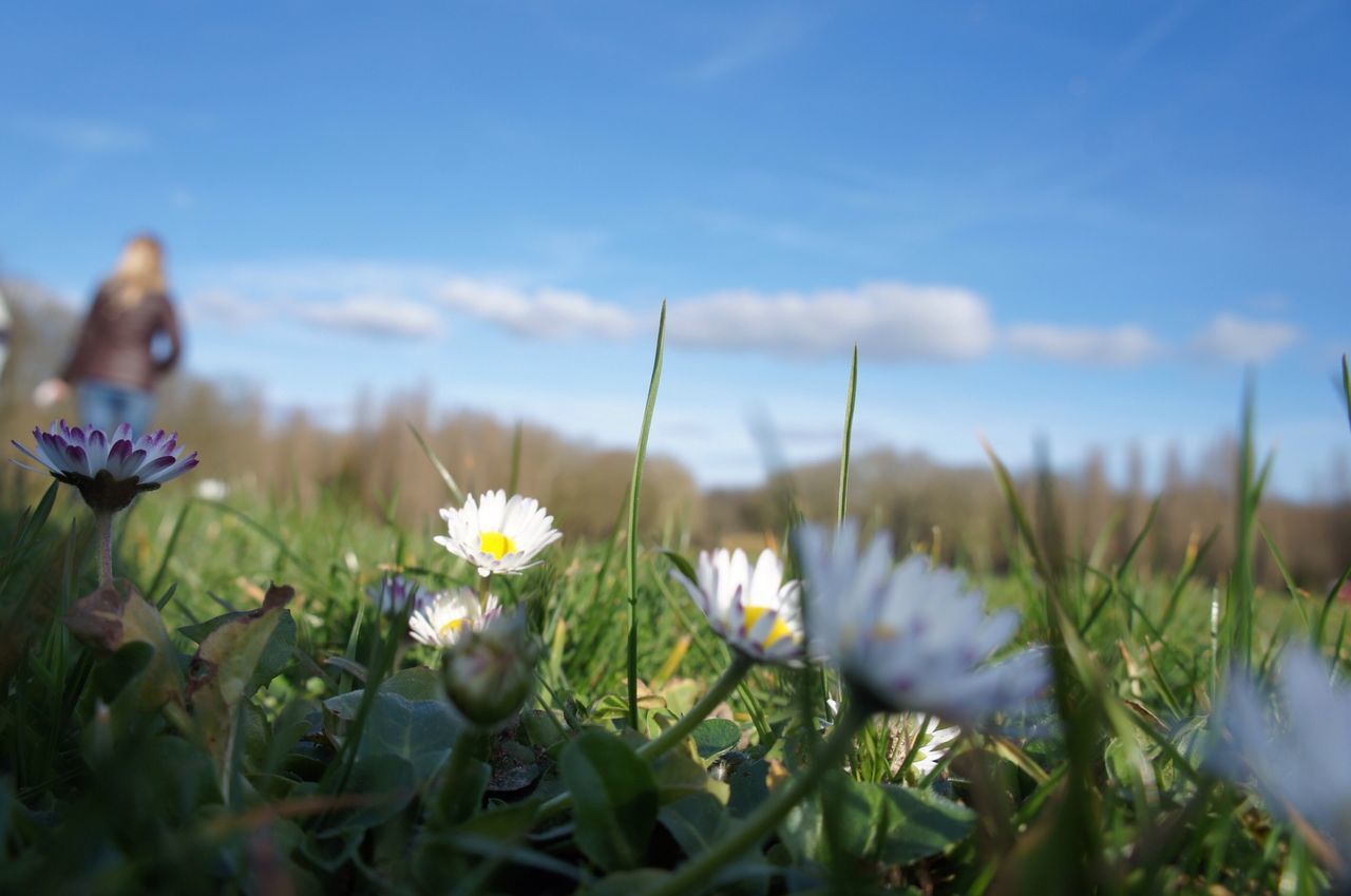 flower, freshness, fragility, growth, petal, beauty in nature, flower head, plant, blooming, nature, field, focus on foreground, close-up, selective focus, in bloom, wildflower, blue, sky, purple, stem