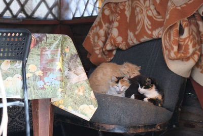 Cat sleeping on table