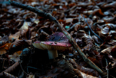 Close-up of mushroom growing on field