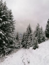 Snow covered pine trees against sky during winter