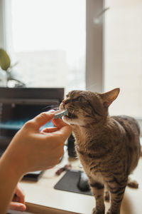 Close-up of hand holding cat