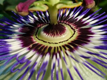 Full frame shot of passion flower