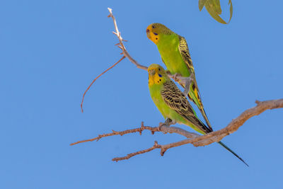 Low angle view of bird perching on branch against blue sky