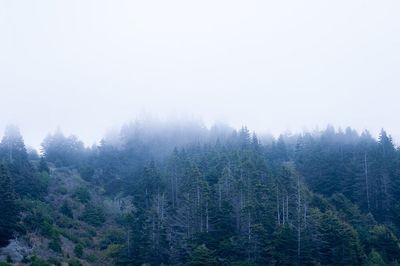 Trees in forest during foggy weather