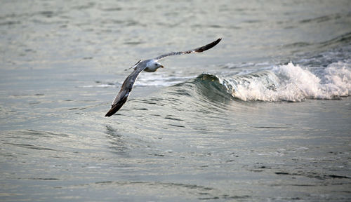 White seagull free flight over the rough sea