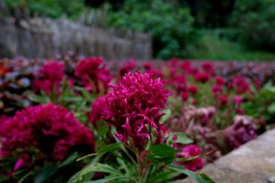 Close-up of pink flowering plant