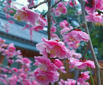 Close-up of pink cherry blossoms