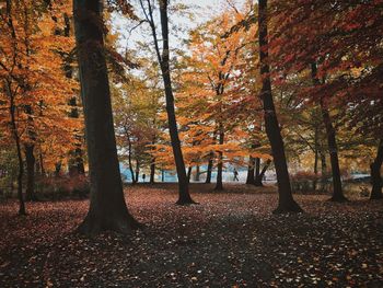 Trees in autumn during sunset