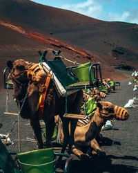 Horses on sand