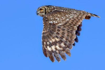 Low angle view of eagle flying against clear blue sky