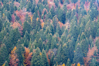 High angle view of pine trees in forest during autumn