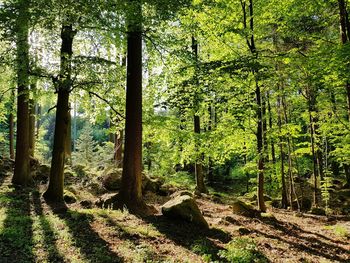 Trees growing in forest