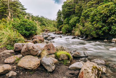 Plants growing on rocks by stream in forest against sky